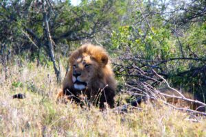 THE LION OF JUDAH   Larry W. Peebles