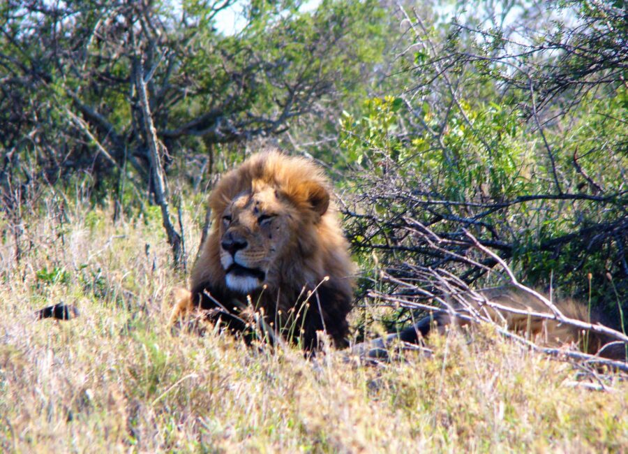 THE LION OF JUDAH   Larry W. Peebles